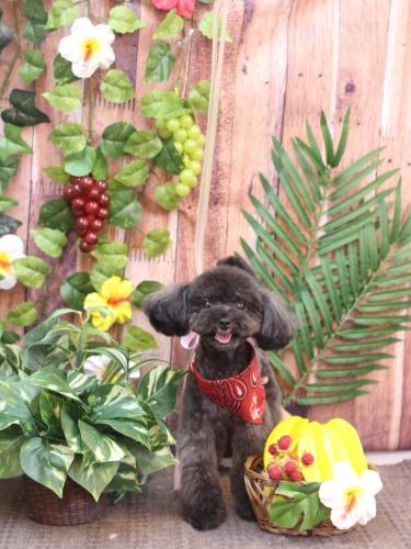 20230811ラテちゃん